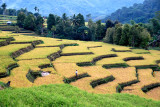 Indonesia 2 May 2012 269 Flores Paddy Scene