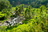 Indonesia 2 May 2012 350 Flores Paddy River Scene
