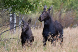 Female moose and calf