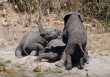 Baby Elephants Get Silly