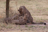 Cheetah Playing