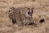 Cheetah Conservation Fund, Namibia 2007
