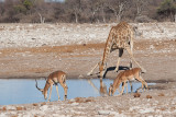 Etosha National Park, Namibia Sub-Gallery