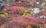 Colorful Tundra