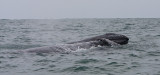 Female Gray Whale and Calf