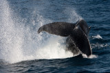 Humpback Whale Tail Slapping