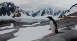 Gentoo Penguin Enjoys the View