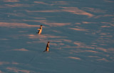 Adelie Penguins at Sunset