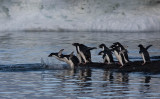 Adelie Penguins Dive In