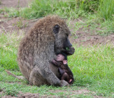 Baby Baboon and Mother