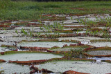 Giant Lily Pads