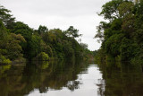 Amazon Reflections