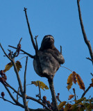 A more typical view of a Three-Toed Sloth