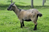20110916 Goats  11.JPG