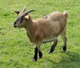 20110916 goats  15.JPG