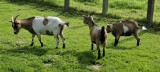 20110916 goats  29.JPG