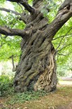 Very old tree-Merendree.JPG