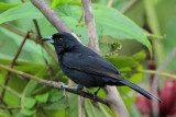 White-lined Tanager