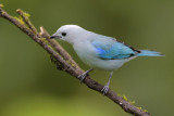 Blue-gray Tanager