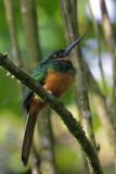 Rufous-tailed Jacamar