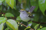 Chestnut-sided Warbler