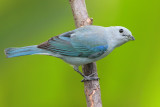 Blue-gray Tanager