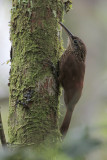 Cocoa Woodcreeper