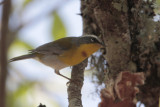 Crescent-chested Warbler