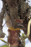 Crescent-chested Warbler