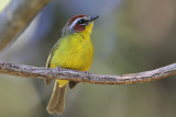 Rufous-capped Warbler