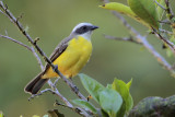 Social Flycatcher