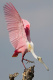 Roseate Spoonbill