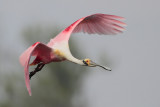 Roseate Spoonbill