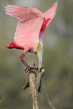 Roseate Spoonbill