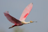 Roseate Spoonbill