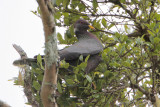 Band-tailed Pigeon