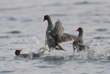 Common Moorhen