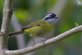 Sooty-capped Bush-Tanager