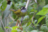 Sooty-capped Bush-Tanager