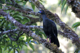 Black Guan