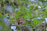 Costa Rican Pygmy-Owl