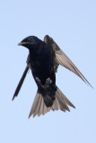 Purple Martin