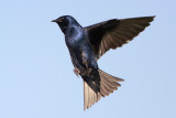 Purple Martin