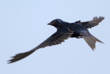 Purple Martin