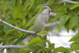 Monk Parakeet