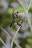 Monk Parakeet