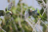 Monk Parakeet