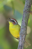 Rufous-capped Warbler