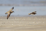 American Golden-Plover