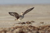 American Golden-Plover